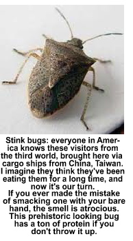 Stink Bugs